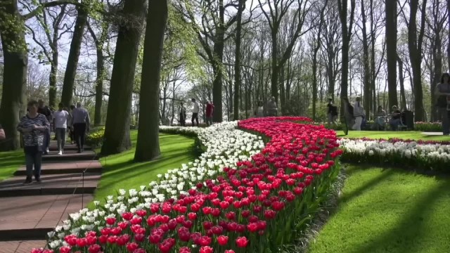 Festiwal kwiatów w Lisse w Holandii.