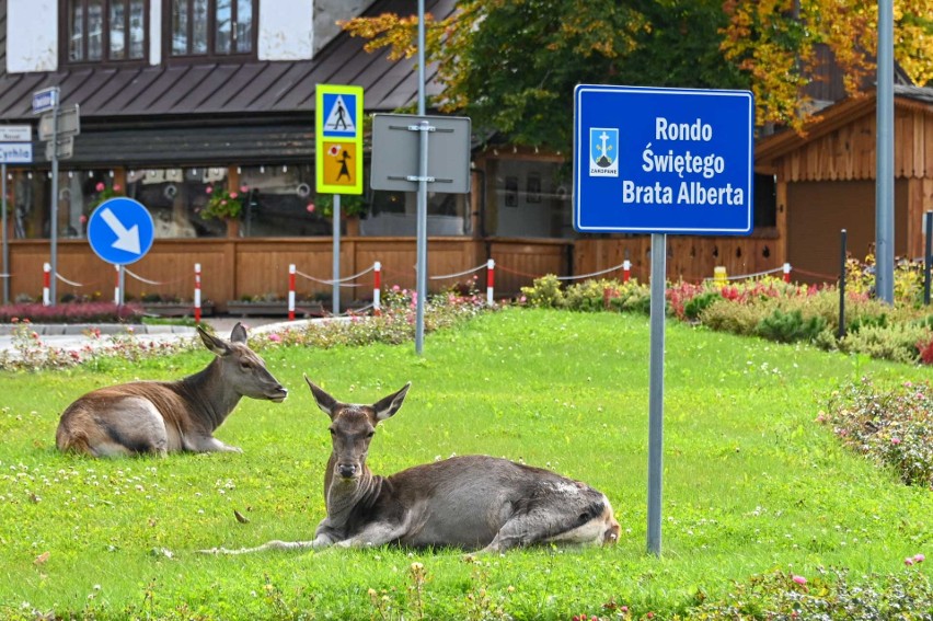 Zakopane. Łanie na rondzie, łanie na ulicach. Te zwierzęta opanowały miasto. Zupełnie nie boją się ludzi ZDJĘCIA