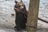 "Nawet Baloo nie sięga po jedzenie!" Po raz pierwszy w historii zoo w Poznaniu doszło do takiego zdarzenia. Wszystkie niedźwiedzie śpią