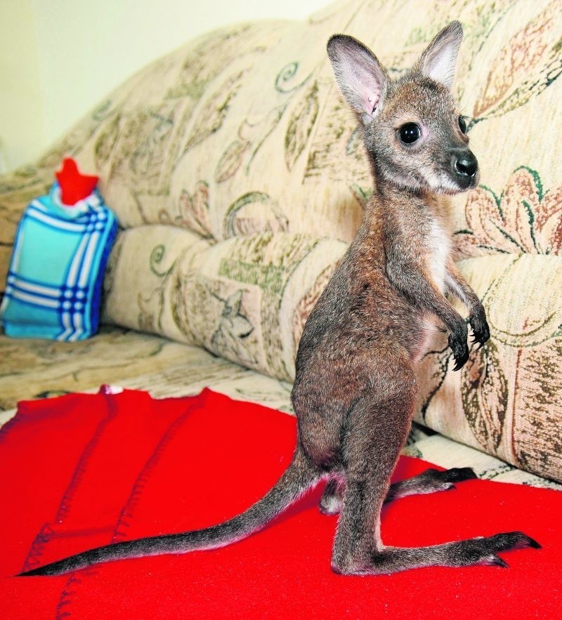 Łodzianka wychowuje w domu malutką kangurzycę! [zdjęcia, FILM]