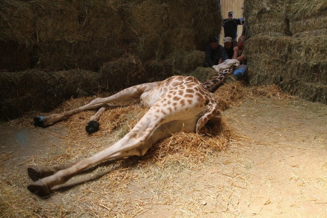 Badanie Herminy, żyrafy z opolskiego zoo.