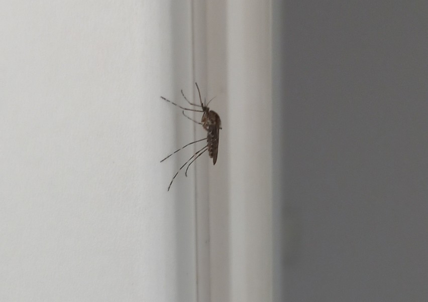 Komar na zdjęciu w niewielkim stopniu przypomina komara...