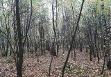 Zaginioną w lesie 82-latkę z Tarnobrzega odnaleźli policjanci pełniący służbę konno