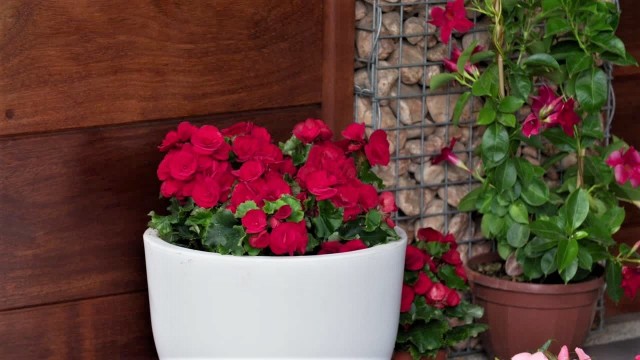 Rośliny na balkonieRośliny balkonowe zachwycają nas różnorodnością kształtów, kolorów oraz form. Zanim zdecydujesz się na konkretne rośliny, sprawdź, które przypadną ci do gustu. Kliknij w zdjęcie i zobacz najpopularniejsze rośliny balkonowe.