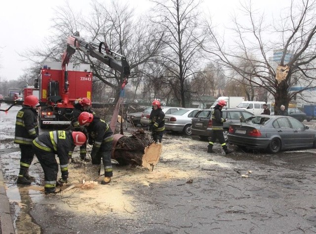 Konar spadł na zaparkowane pod drzewem samochody. Trzy z nich uszkodził.