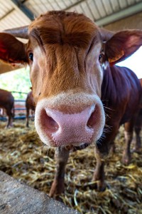 Krowa kopnęła rolnika. Sąd w Toruniu przyznał 103 tys. zł. KRUS odmawiał złotówki
