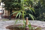 Marihuana w nieczynnej fontannie w Radymnie? 