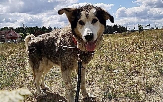 Max umierał w męczarniach. Został odebrany przez OTOZ Animals [ZDJĘCIA]