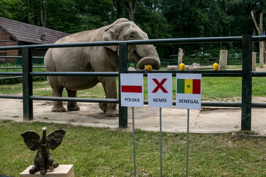 Słonica Citta typuje wygraną Polaków w meczu z Senegalem
