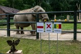 Słonica Citta typuje wygraną Polaków w meczu z Senegalem