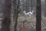 Daniele albinosy na Dolnym Śląsku! Czy rzeczywiście przynoszą szczęście? Spotkacie je w Borach Dolnośląskich