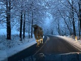 Wielbłąd na zaśnieżonej drodze w Górach Izerskich. To nie żart! (ZDJĘCIA)