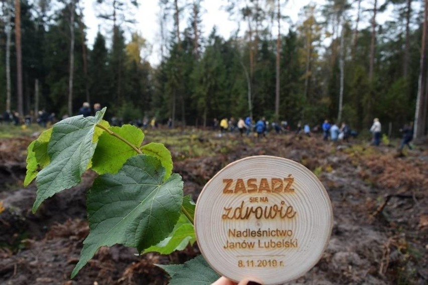 Trwa akcja ZasadźSięNaZdrowie. W Lasach Janowskich posadzono ponad 1000 nowych drzew