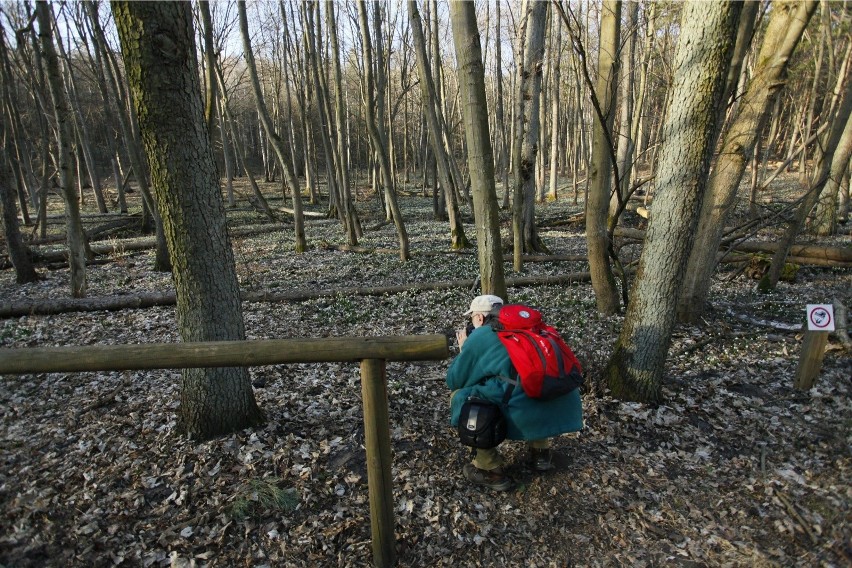 Śnieżyce w Rezerwat przyrody Śnieżycowy Jar w Wielkopolsce