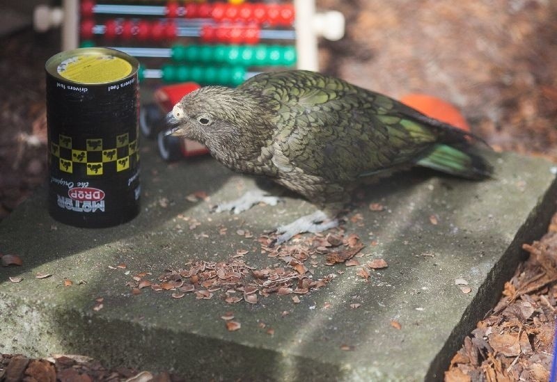 Papuga z ADHD. Nowi mieszkańcy w łódzkim zoo