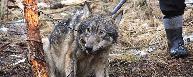 Przepiękny wilk uwalniany z wnyków w okolicach Szczecinka.