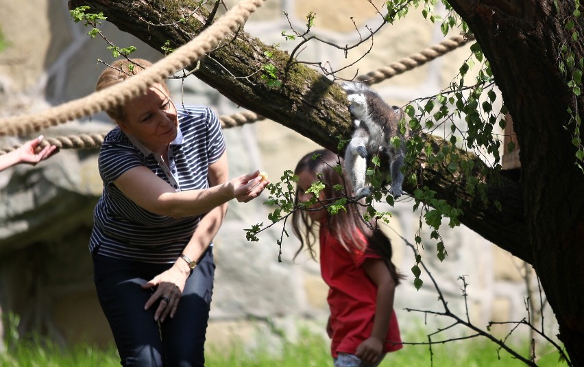 Imieniny króla Juliana. Hanna Zdanowska wzięła pod opiekę lemura z łódzkiego zoo [ZDJĘCIA]