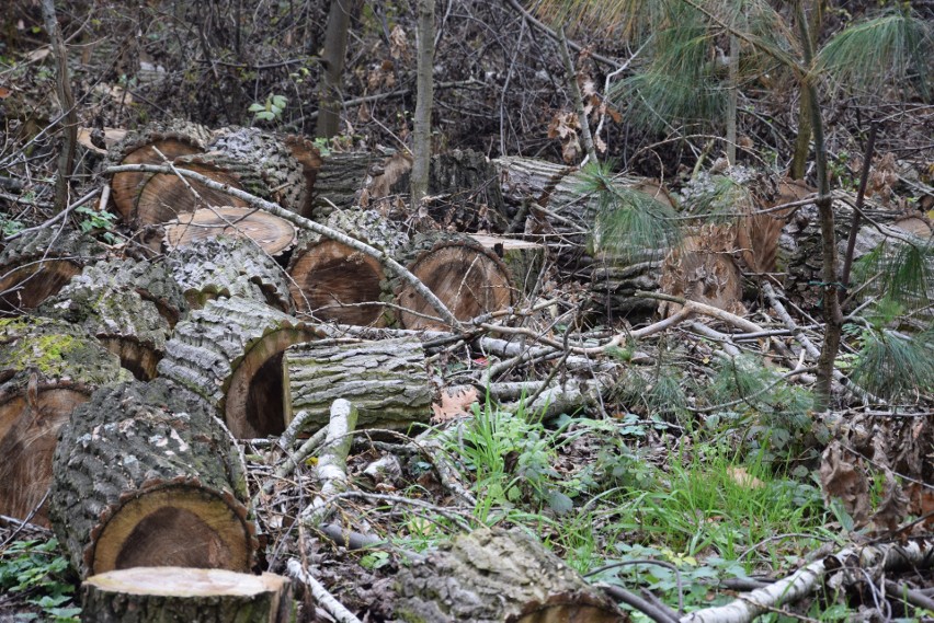 W katowickim Wełnowcu pod topór poszło 50 drzew
