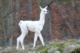 Gdańsk: narodziny małej lamy w zoo. Urocze zdjęcia samiczki 