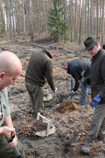 Wojewoda lubuski wraz z urzędnikami i funkcjonariuszami sadził w czwartek las bukowy