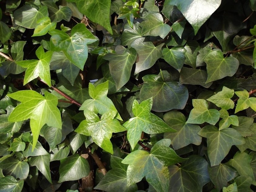 Wiecznie zielone liście bluszczu będą ozdobą również zimą.