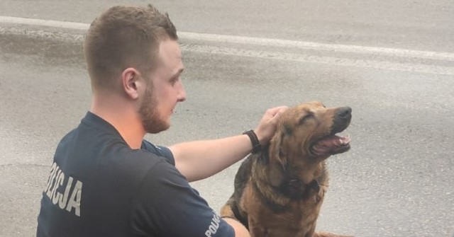 Policjanci z Tarnowskich Gór zaopiekowali się wystraszonym i zabłąkanym psem. Później trafił do schroniska. Zobacz kolejne zdjęcia. Przesuń zdjęcia w prawo - wciśnij strzałkę lub przycisk NASTĘPNE