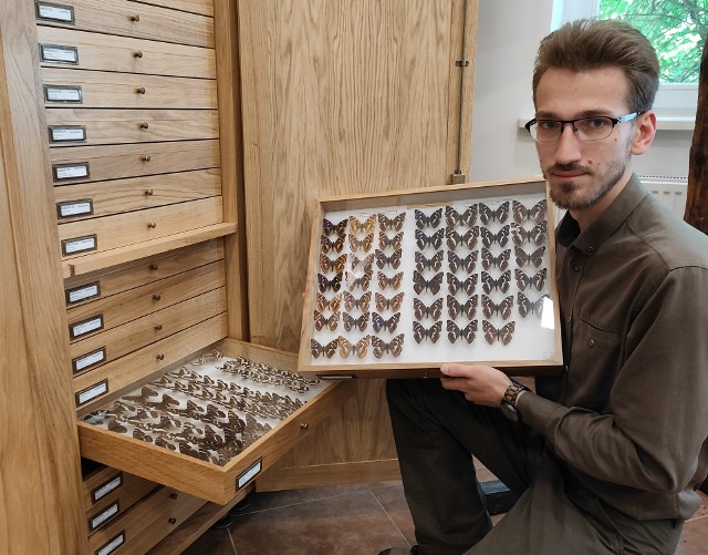 Podleśniczy Leszek Hoszowski, opiekun kolekcji i osoba od odpowiedzialna za projekt Global Biodiversity Information Facility (GBIF) w Nadleśnictwie SiewierzZobacz kolejne zdjęcia/plansze. Przesuwaj zdjęcia w prawo naciśnij strzałkę lub przycisk NASTĘPNE