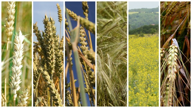 Stworzenie Listy odmian zbóż zalecanych do uprawy w 2017 r. było poprzedzone trzyletnimi badaniami