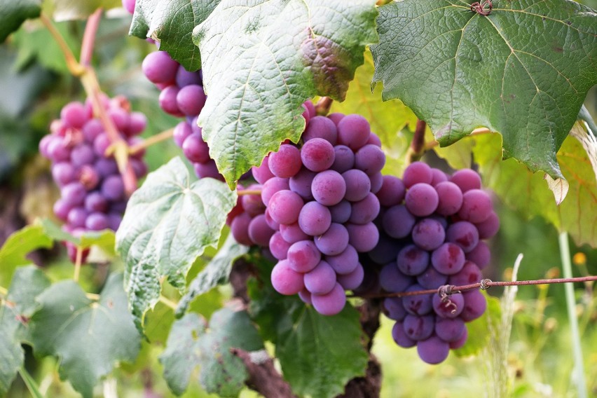 Winogrona to owoce bogate w witaminy C i A oraz witaminy z...