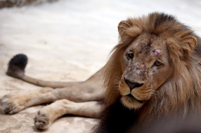 Lwy z gdańskiego zoo żyją w separacji, ale rozwodu nie będzie? 