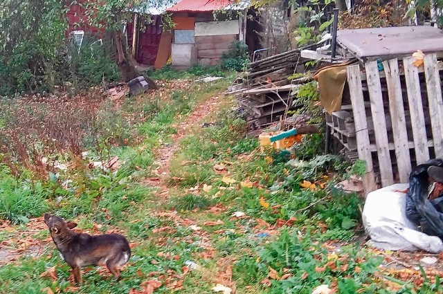 Psy mieszkają na jednej z posesji przy ul. Batorego