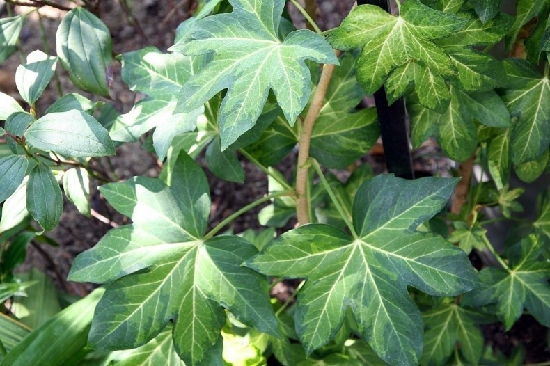 Fatsjobluszcz to idealna roślina do cienia. Ma ładne liście...