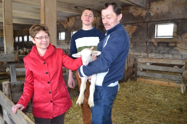 Alicja i Wojciech Popławscy z Silna postawili na owce. Ale nie tylkoPopławscy mają łącznie 160 owiec, w tym rasy zachowawczej (merynos polski w starym typie) - 90 sztuk