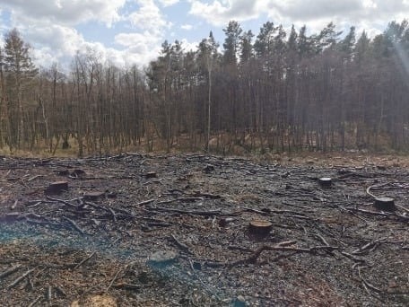 Pożar poszycia leśnego w Kołaczu