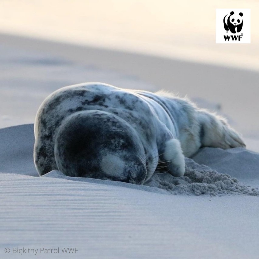 Jak informuje organizacja ekologiczna WWF, jej wolontariusze...