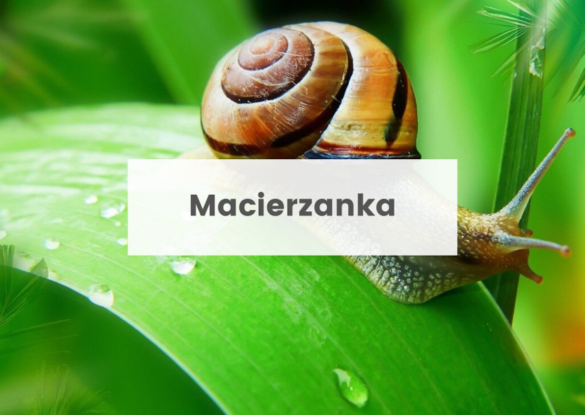 Wśród sposobów na ślimaki są nasadzenia macierzanki....