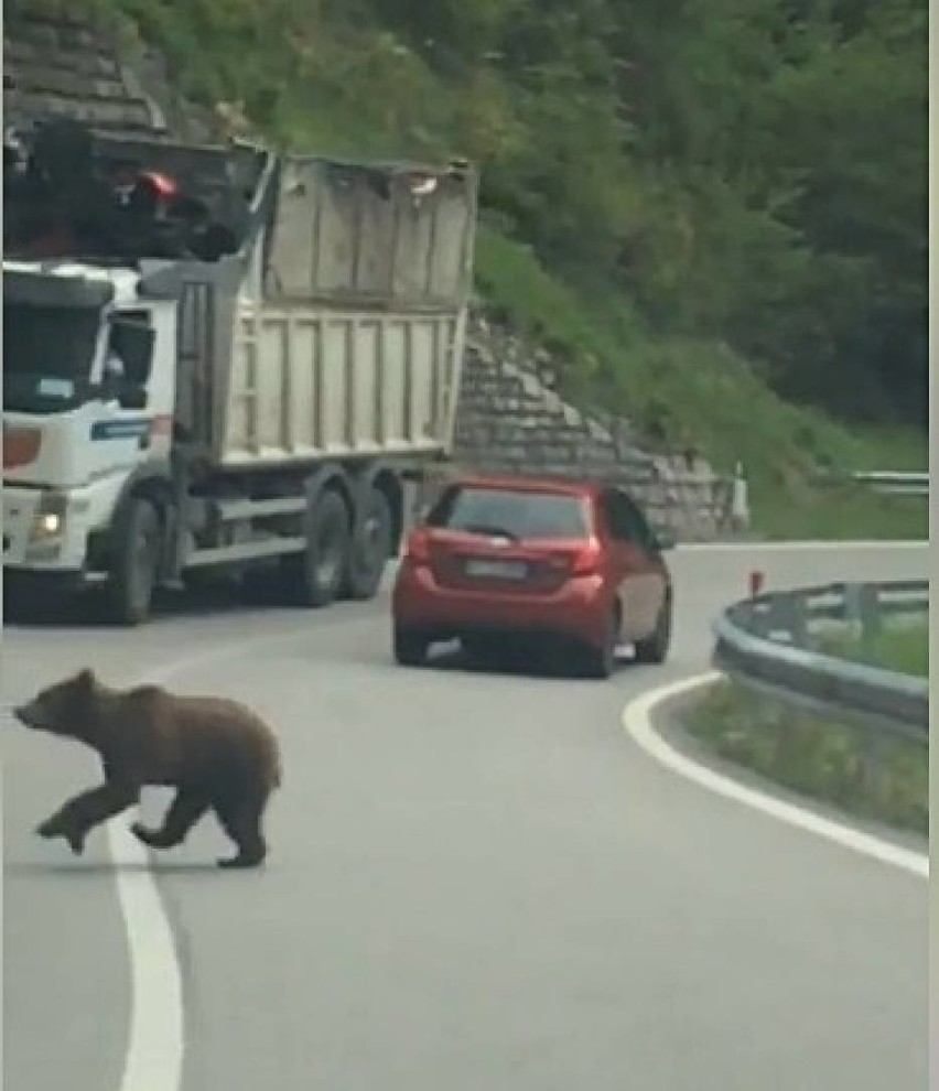 Niedźwiedzie na drodze pod Szklarską Porębą. Czy to prawdziwe nagranie?