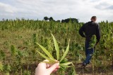 Plantacja konopi pod Sępólnem Krajeńskim. To nie narkobiznes. Zobacz zdjęcia