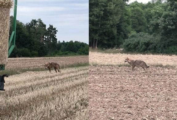 Wilk był widziany w okolicach Karolewa.