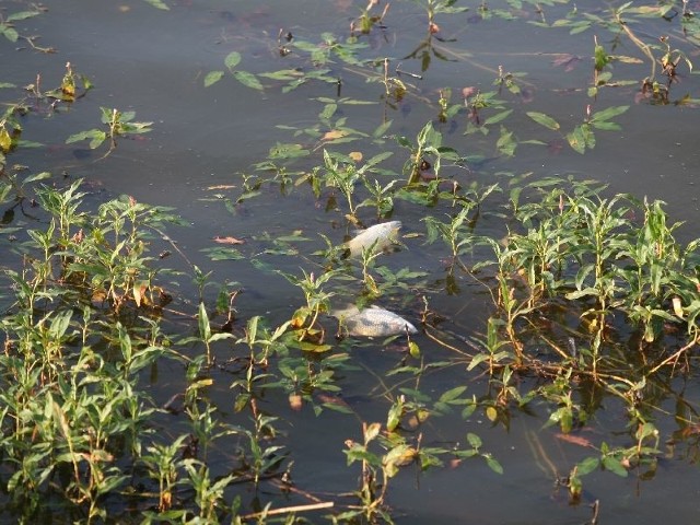 Ryby w zalewie w Cedzynie zdychają.