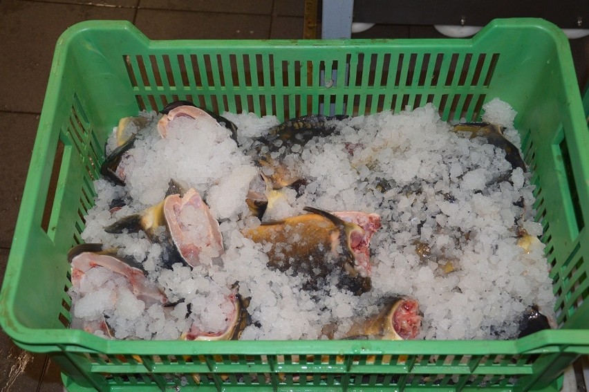 W Antoniówce karpie prosto ze stawu są przerabiane na dzwonki czy filety. Mniej żywych ryb trafi do handlu [ZDJĘCIA]