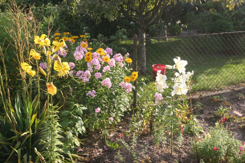 Ogródki działkowe w Ostrowi Mazowieckiej. Co kwitnie w lipcu? Zobaczcie zdjęcia pełne słońca i kwiatów 28.07.2021