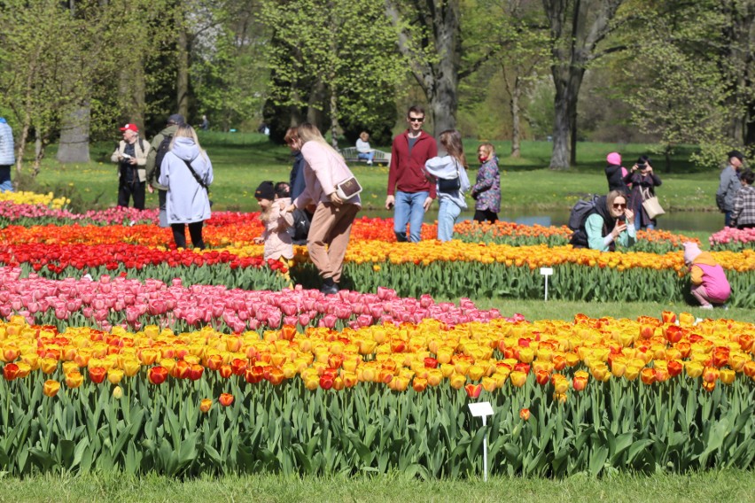 Na przełomie kwietnia i maja zakwitnie w "botaniku" ponad 50...