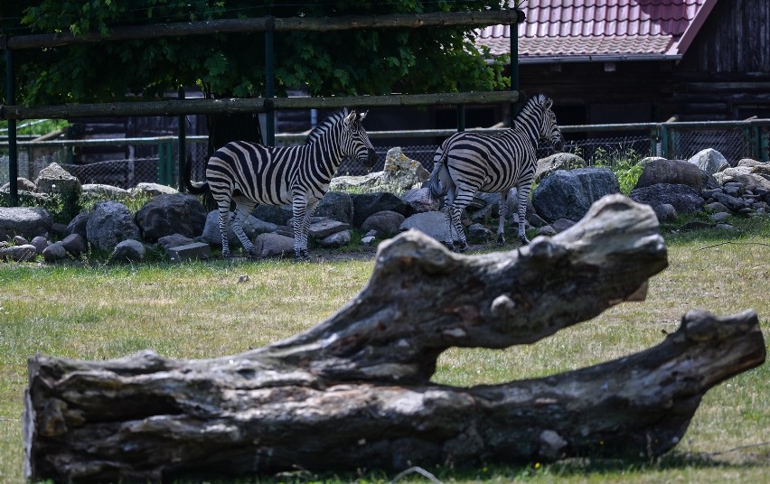 W gdańskim zoo można podziwiać  zebry pręgonogie. Zebry...