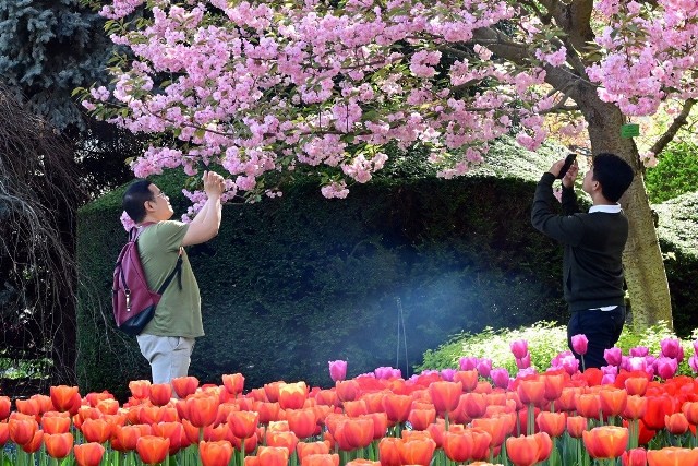 Magnolie, żonkile i tulipany - wrocławski Ogród Botaniczny zakwitł we wszystkich kolorach tęczy. Zobacz, co dzieje się podczas Festiwalu Magnolii w galerii zdjęć