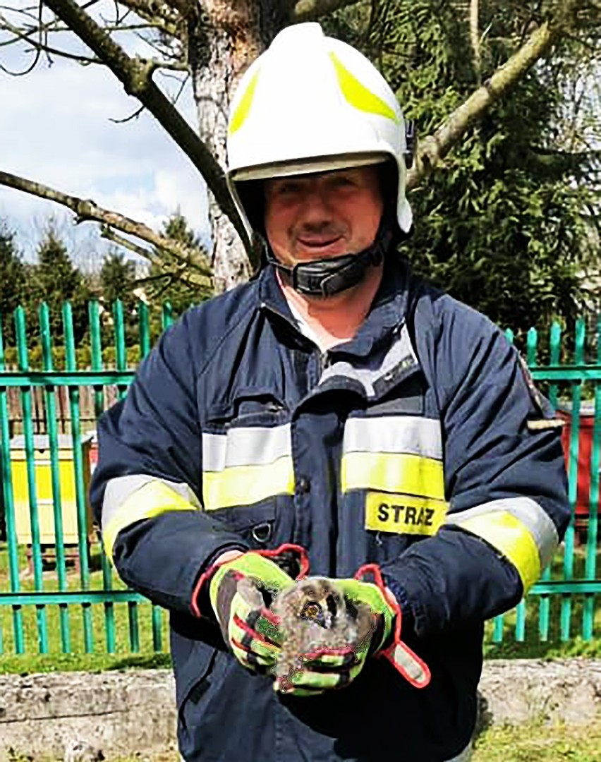 Dramatyczna akcja strażaków w Witowicach Dolnych. Uratowali trzy młode sowy