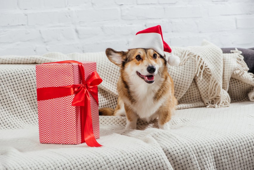 Szukasz pomysłu na świąteczny prezent dla swojego psa?...