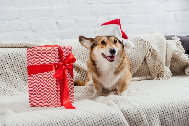 Szukasz pomysłu na świąteczny prezent dla swojego psa? Koniecznie zajrzyj do naszej galerii! >>>