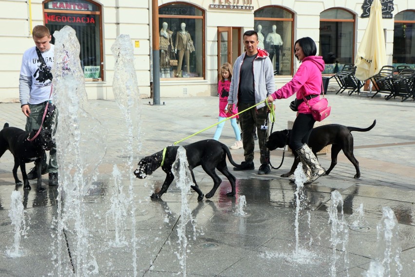 Spacer z psami cane corso. Pierwszy dzień IV Pikniku Cane Corso Italiano