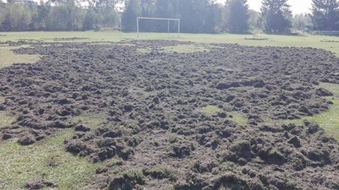 Jaworzno: Dziki atakują! Ostatnio wygrały z Victorią Jaworzno 2:0. Zryły całe boisko